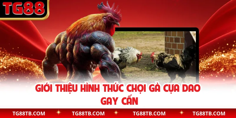 Giới thiệu hình thức chọi gà cựa dao gay cấn